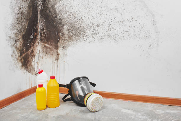 Best Emergency Mold Removal  in St Cloud, FL