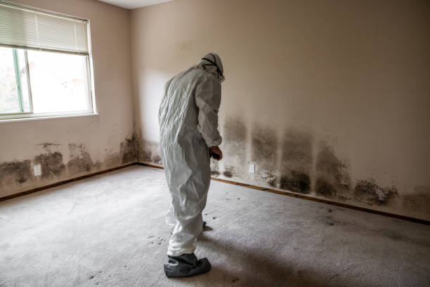 Best Black Mold Removal  in St Cloud, FL