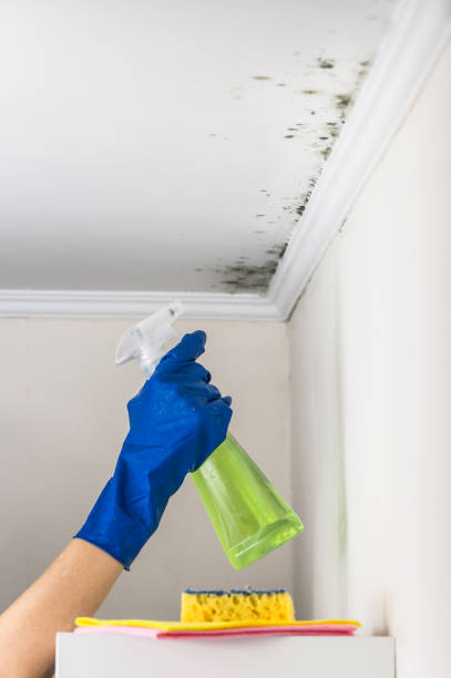 Best Black Mold Removal  in St Cloud, FL